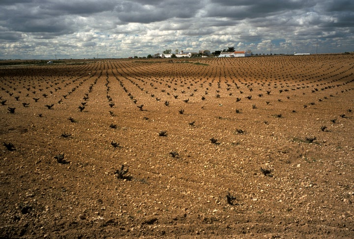 Foto de archivo de plantaciones de viñedos en Valdepeñas, Ciudad Real.