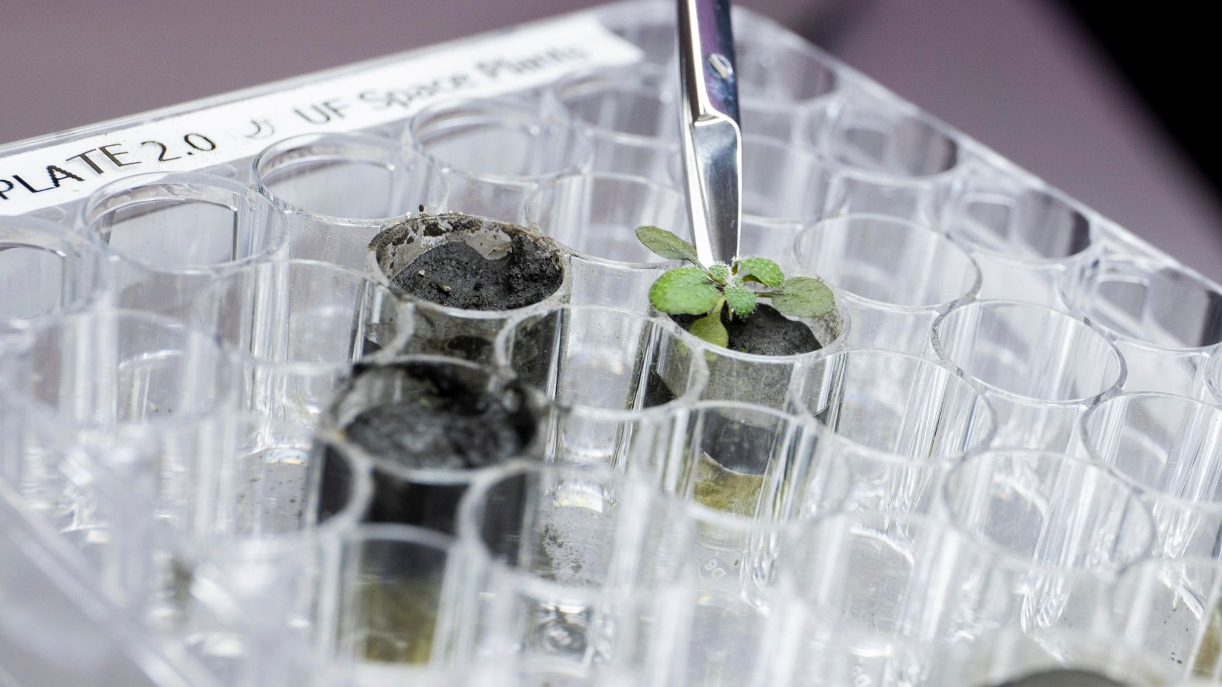 Des scientifiques font pousser des plantes dans un sol lunaire pour la toute première fois