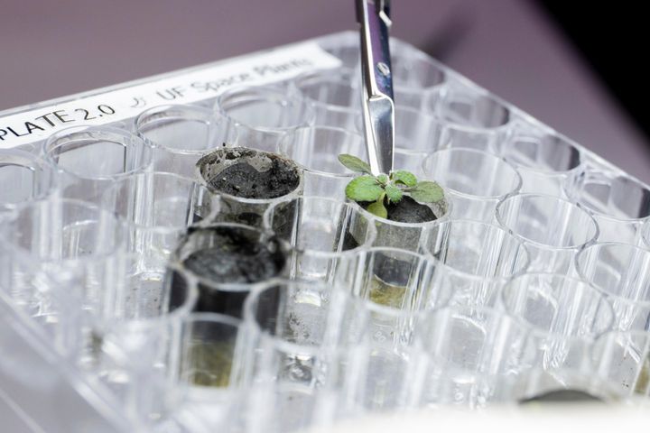For the first time, scientists have used lunar soil collected by long-ago moonwalkers to grow plants, with results promising enough that NASA and others already are envisioning hothouses on the moon for the next generation of lunar explorers. (Tyler Jones/UF/IFAS via AP)