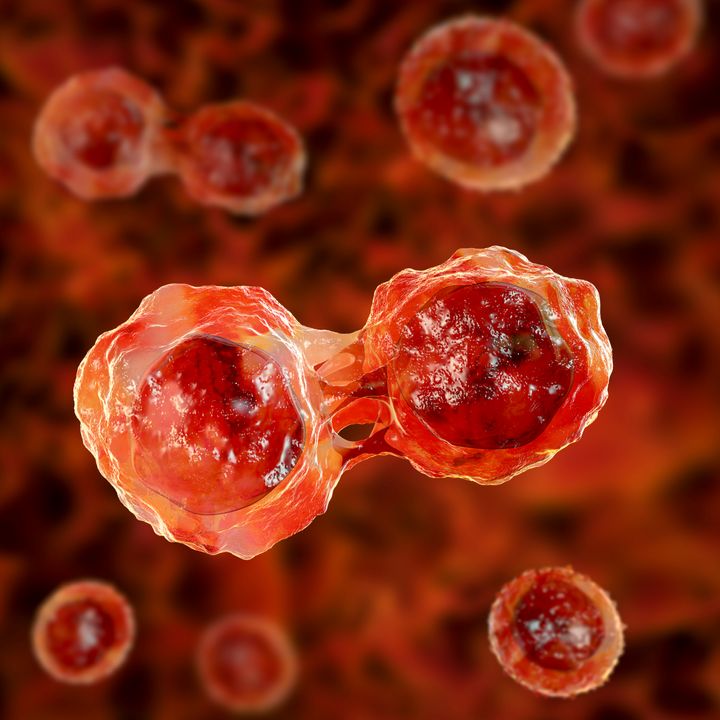 Dividing stem cells, illustration.