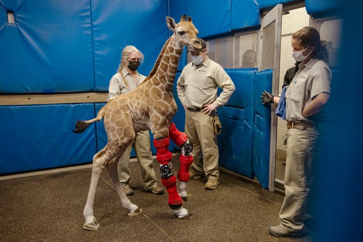 Msituni was in braces for 39 days from the day she was born at San Diego Zoo Safari Park. She now runs along like the other giraffes.