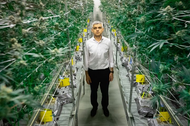 Sadiq Khan walks through cannabis plants which are being legally cultivated at a licensed factory in Los Angeles.