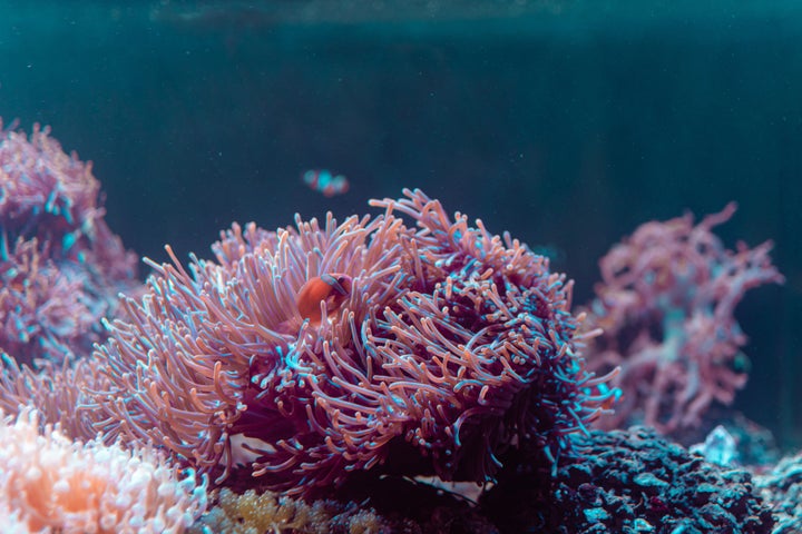 Colorful Tropical Fish and Corals in The Aquarium , Chonburi Province, Thailand, Asia