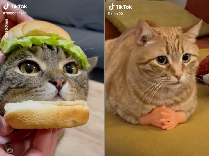 Need a laugh? These TikToks really capture the hilarious nature of cats. 