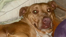 Tennessee Couple Finds Stray Dog Cuddled Up Next To Them In Bed