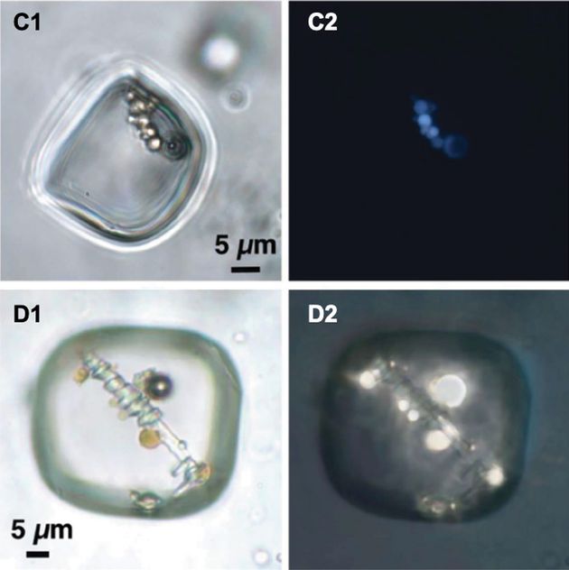 Des micro-organismes très (très) anciens ont été retrouvés dans des cristaux de halite en