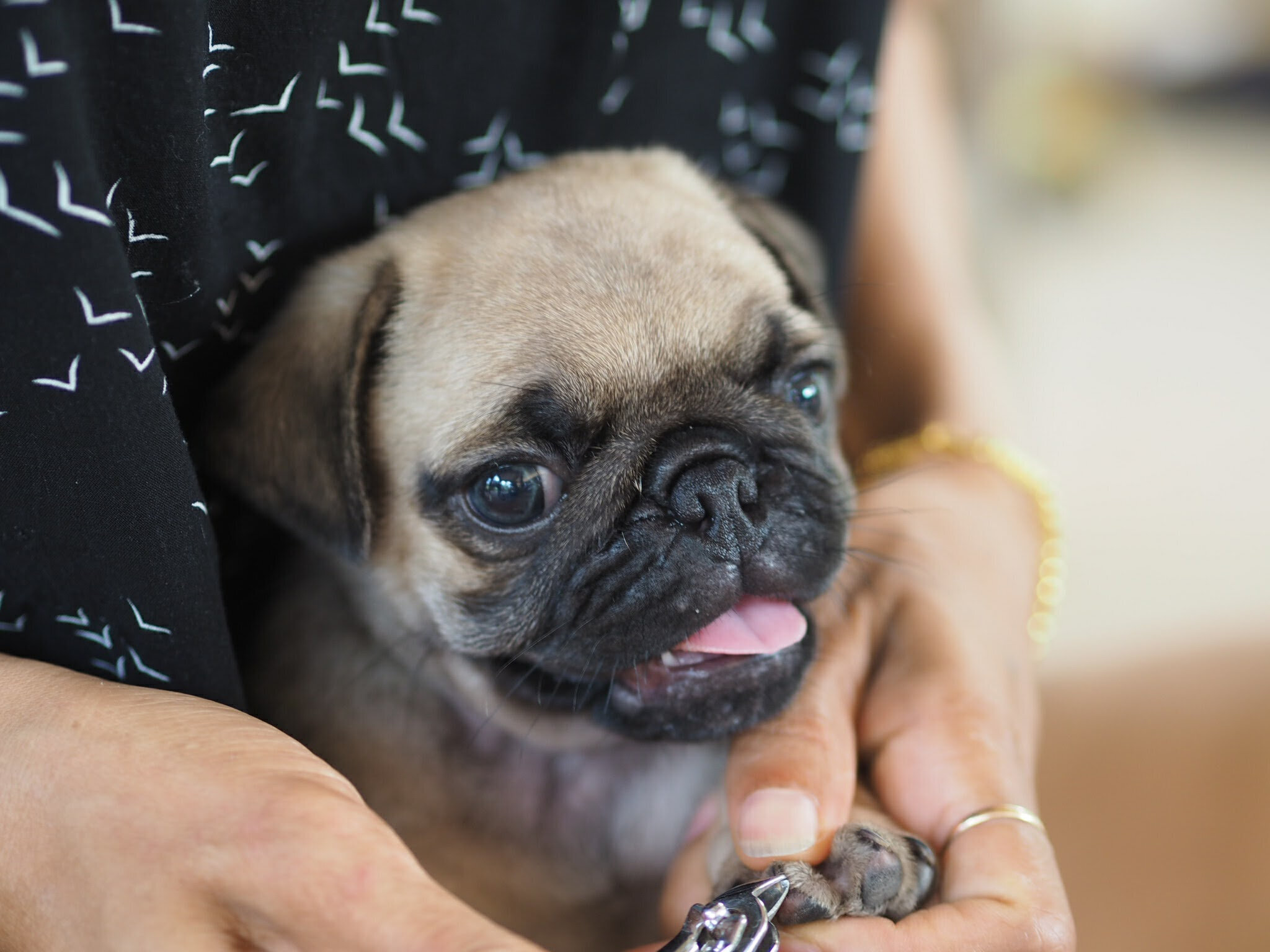 Pugs Are So Unhealthy, Vets Are Urging Us Not To Buy Them HuffPost UK Life image