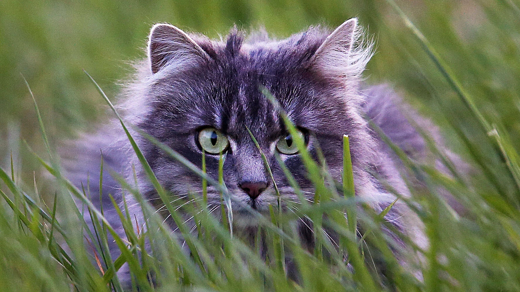 German Town Grounds Cats To Avoid A Catastrophe For Rare Birds German Town Grounds Cats To Avoid A Catastrophe For Rare Birds
