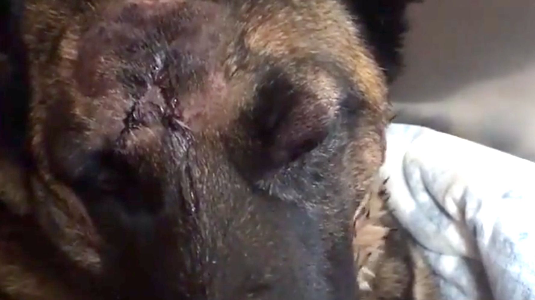 Dog On The Mend After Rescuing Owner From Mountain Lion