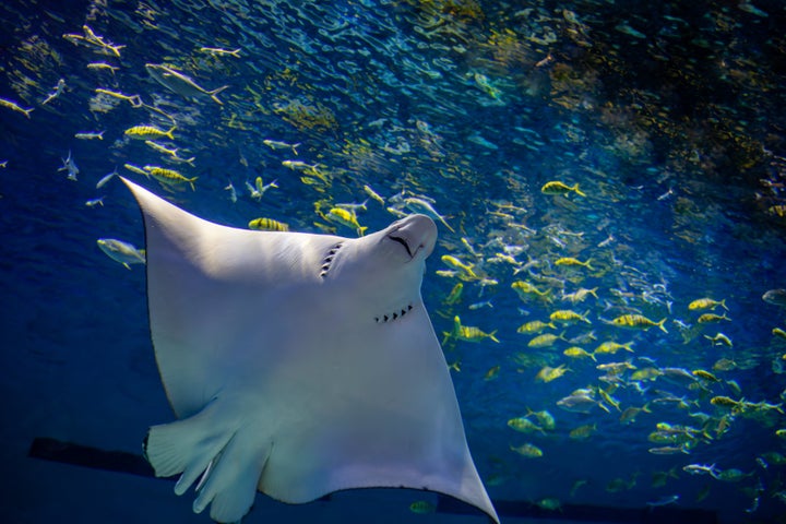 Close-up of manta ray swimming.Stingray.