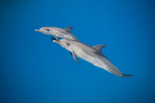 Image d'illustration de deux dauphins nageant côte à côte. 