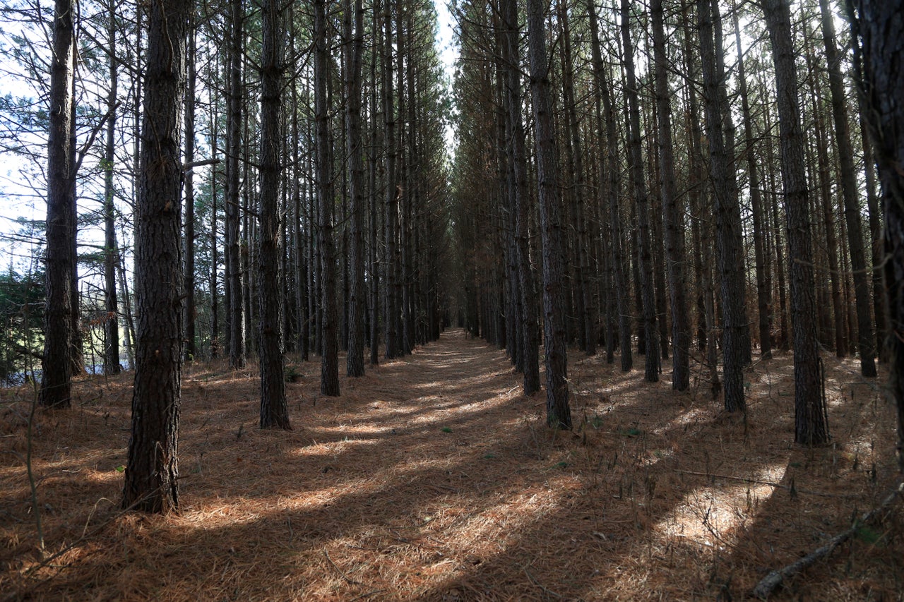 Pines dot the landscape at a farm adjacent to the site of a proposed pit mine in Cherryville.