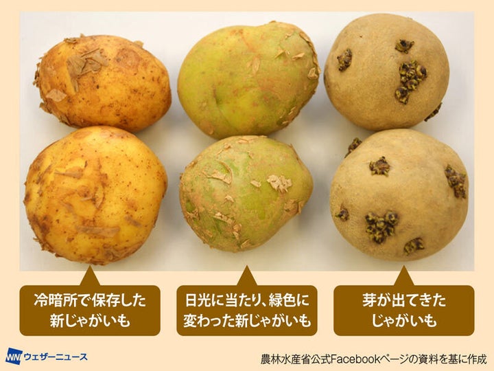 じゃがいも 様確認ページ 新品即決