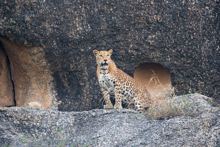 Inde, Etat du Rajasthan, Région de Bera , léopard indien (Panthera pardus fusca). (Photo by Sylvain CORDIER/Gamma-Rapho via Getty Images)