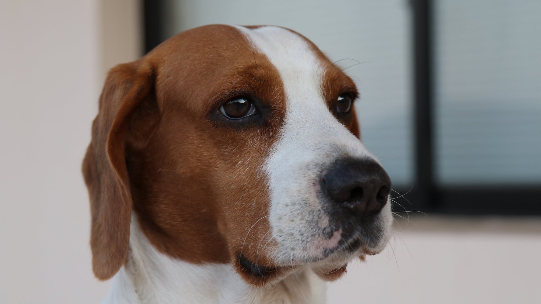 145 Beagles In 'Acute Distress' Seized From Massive Breeding Facility: Lawsuit - Vimarsana News