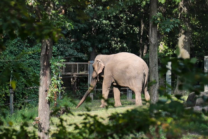 New York’s highest court debates whether the elephant is a person