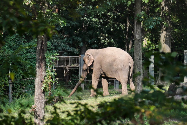 New york supreme court weighs in on the question of whether an elephant is a person Happy in 2018.