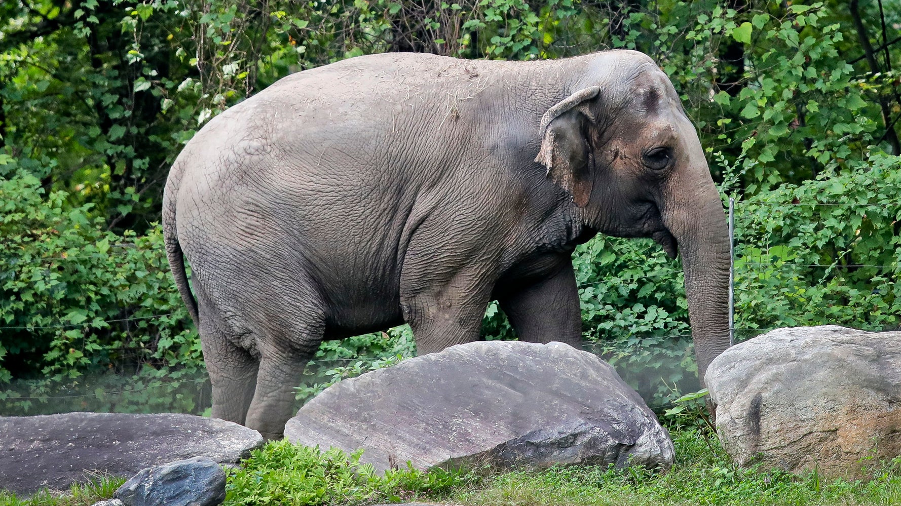 New York’s Highest Court Weighs Question Of Whether Elephant Is A Person New York’s Highest Court Weighs Question Of Whether Elephant Is A Person