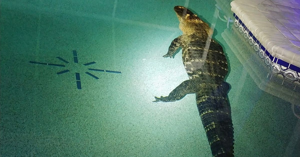 Family Hears Noise, Finds 550-Pound Alligator 'Taking A Dip' In Their Pool