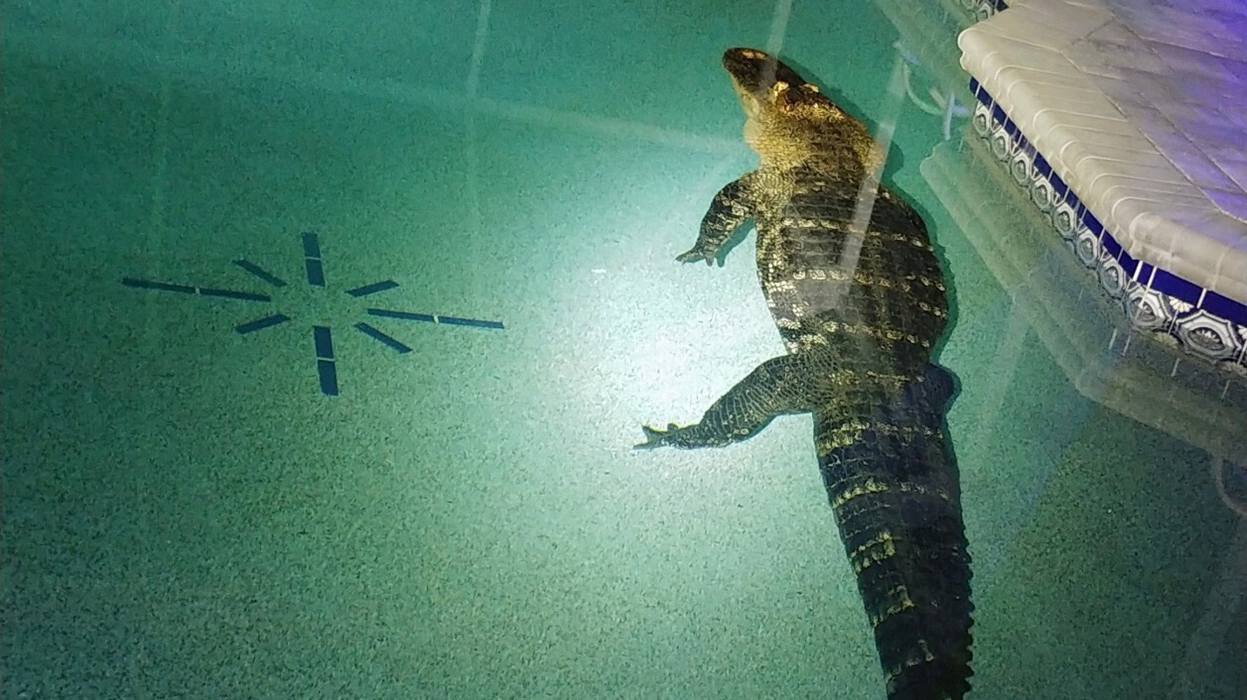 Family Hears Noise, Finds 550-Pound Alligator 'Taking A Dip' In Their Pool - Vimarsana News