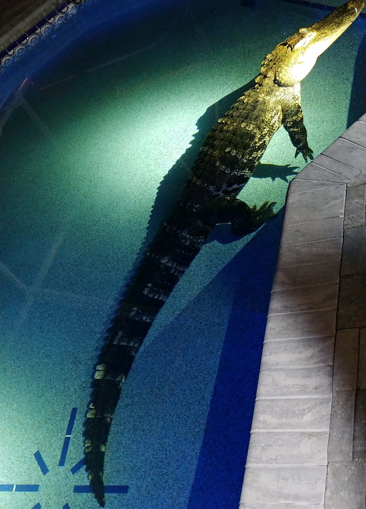 This alligator is ready for its spotlight.