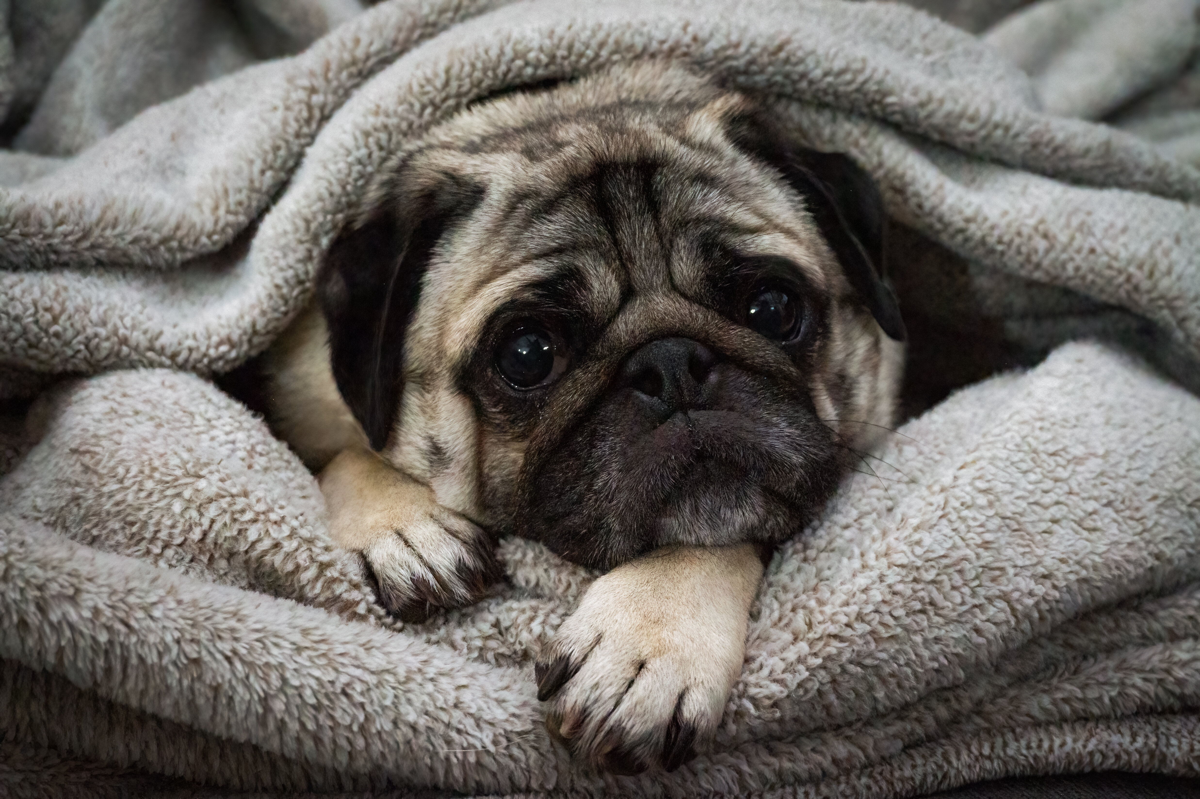 Pugs Can't Be Considered 'A Typical Dog' Due To Serious Health Issues ...