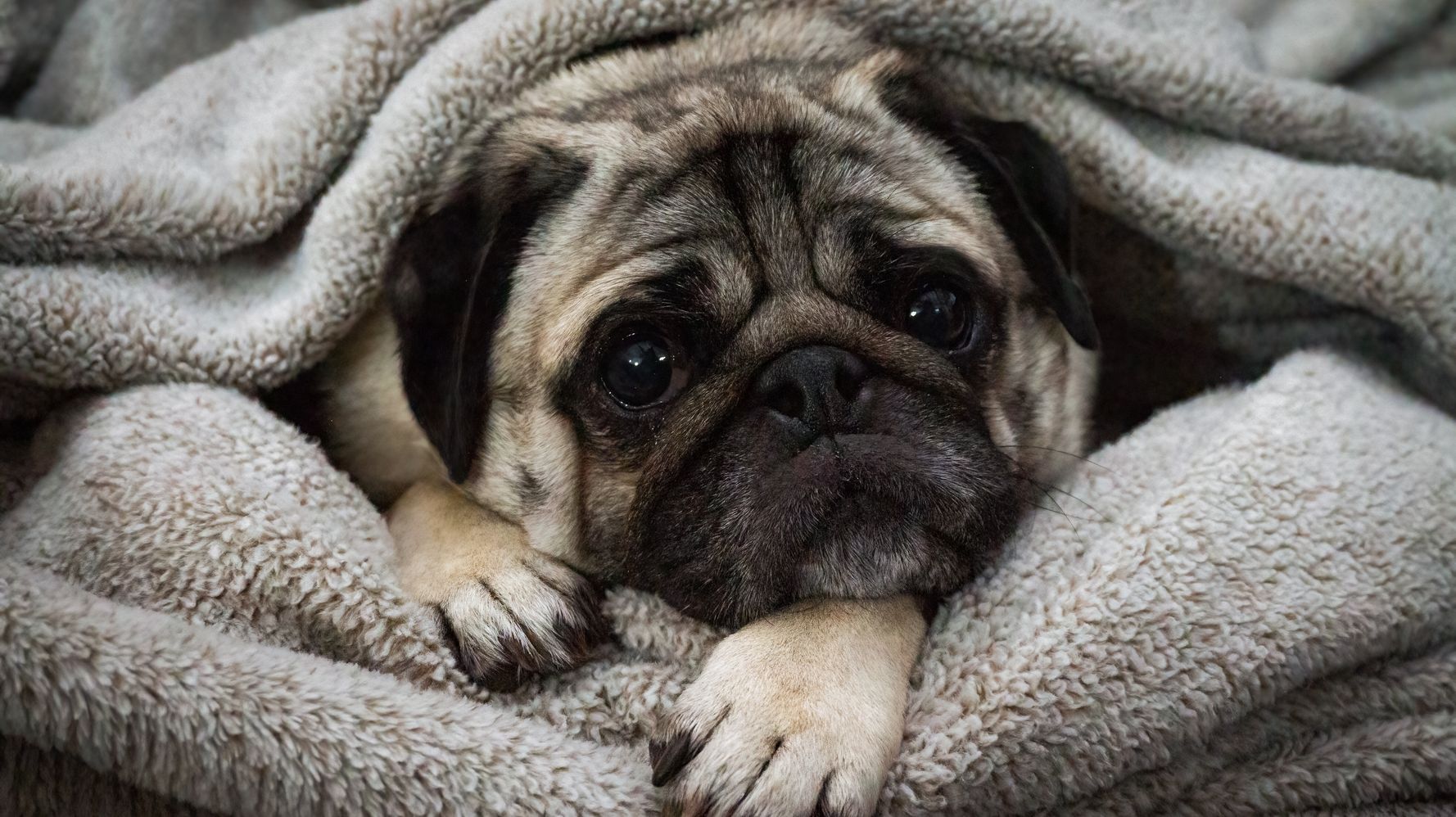 Pugs Can't Be Considered 'A Typical Dog' Due To Serious Health Issues, Study Says