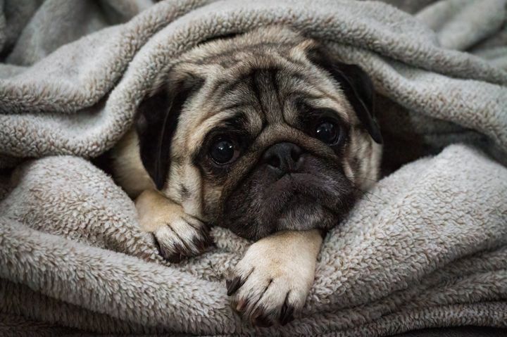 The same flat faces that many people find cute in dogs like pugs also cause serious breathing problems.