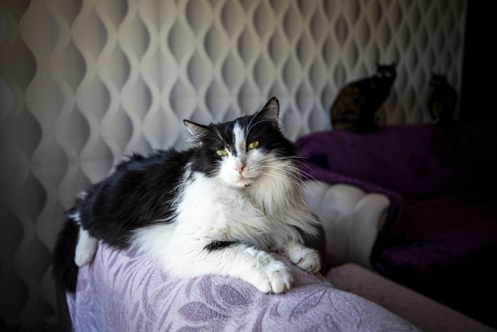 Un hogar con varios gatos