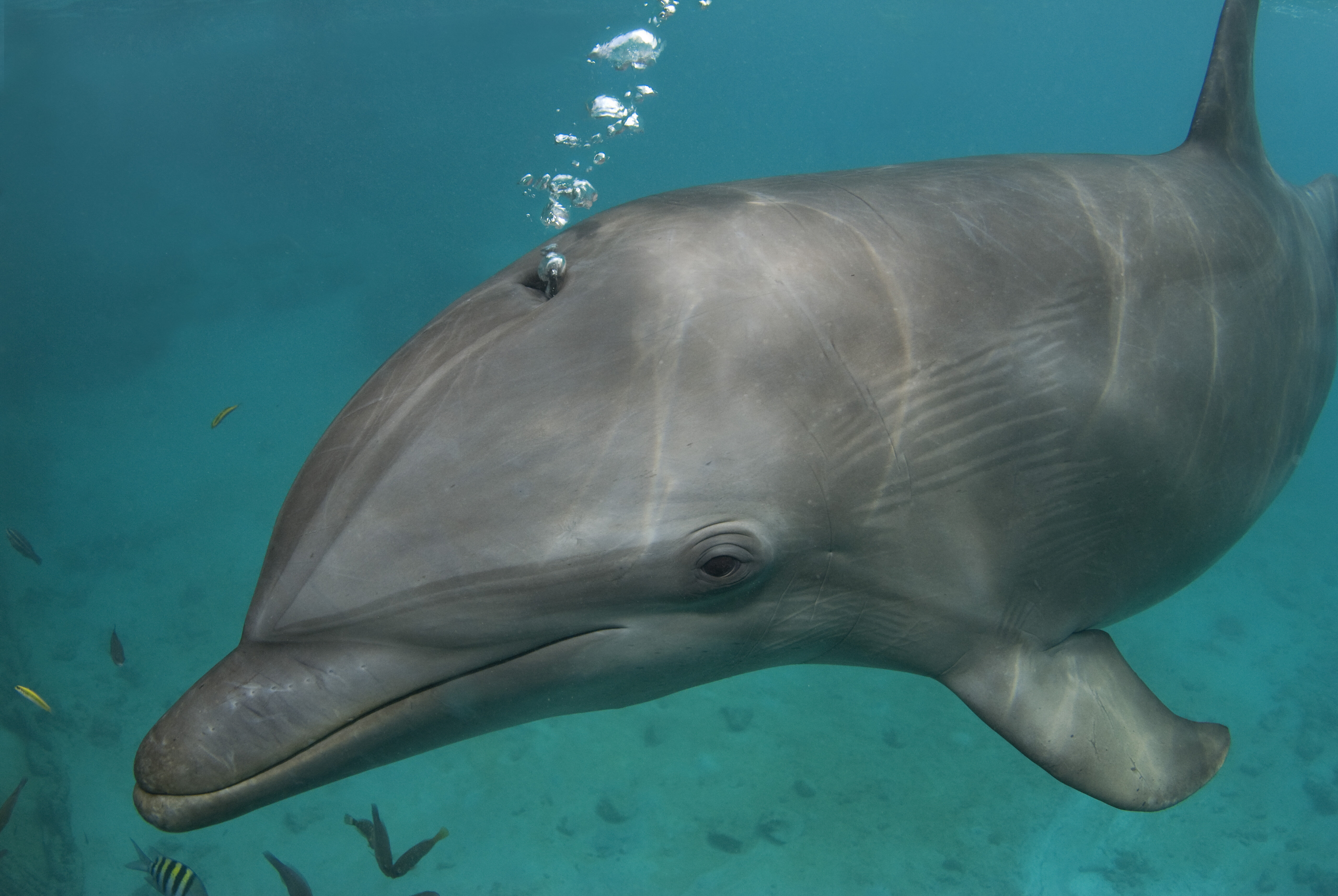 Лоб дельфина. Дыхало у дельфинов. Нос дельфина. Дельфин для носа. Дельфин Белуха.