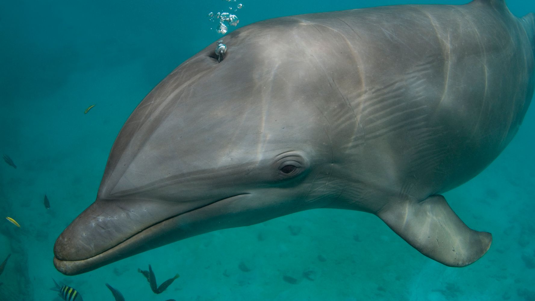 News Leak: Dolphins Recognize Each Other By Tasting One Another's Urine