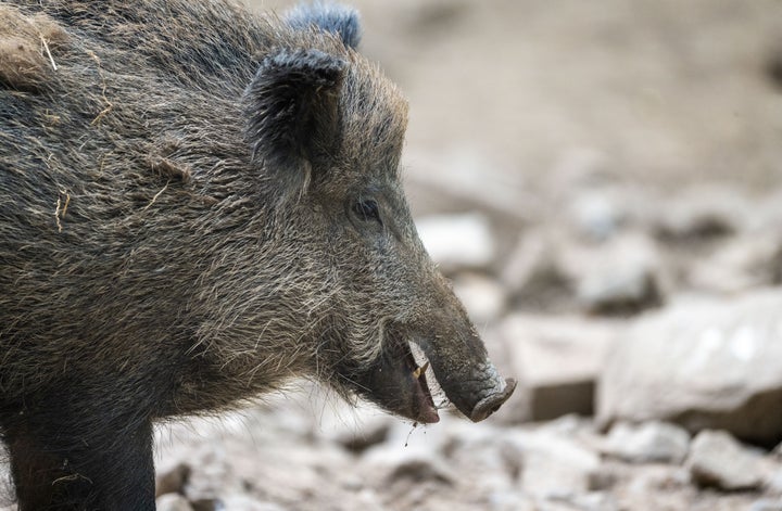 埼玉県警 イノシシ出没で注意喚起 子どもを保護 タヌキでした と判明して即解決 ハフポスト News 埼玉県警 イノシシ出没で注意喚起 子どもを保護 タヌキでした と判明して即解決 ハフポスト News