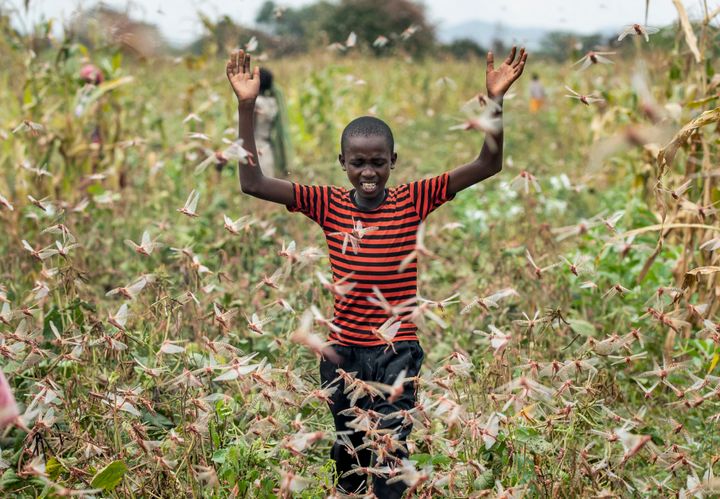 サバクトビバッタの群れを農作物から追い払おうとするケニアの少年（2020年1月24日撮影）