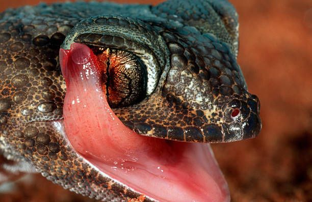 Selon une nouvelle étude, 40% des reptiles les plus méconnus font face au risque d'extinction.