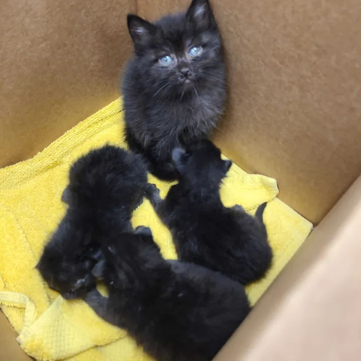 Most Responsible Kitten In The World' Found Watching Over Orphaned