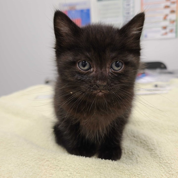 Most Responsible Kitten In The World' Found Watching Over Orphaned