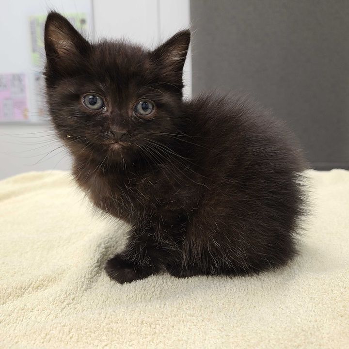 ‘World’s Most Responsible Kitten’ Found Watching Over Orphan Litter