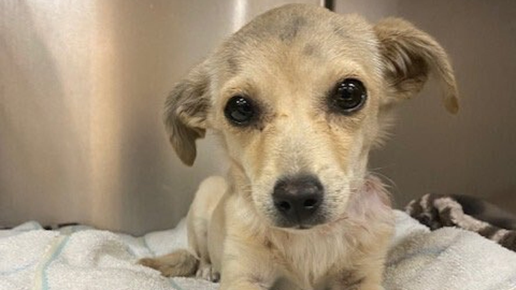 Chihuahua Puppy In Recovery After Being Shot Through The Neck With Arrow Chihuahua Puppy In Recovery After Being Shot Through The Neck With Arrow