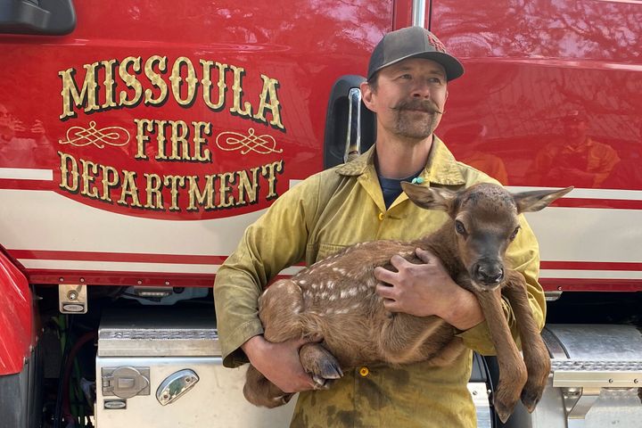 In this photo provided by Nate Sink, the Missoula, Montana-based firefighter, cradles a newborn elk calf that he encountered in a remote, fire-scarred area of the Sangre de Cristo Mountains near Mora, New Mexico, on Saturday, May 21, 2022.