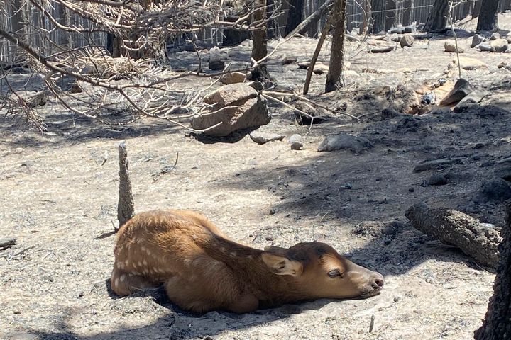 In this photo provided by Nate Sink, a newborn elk calf rests alone in a remote, fire-scarred area of the Sangre de Cristo Mountains near Mora, New Mexico.