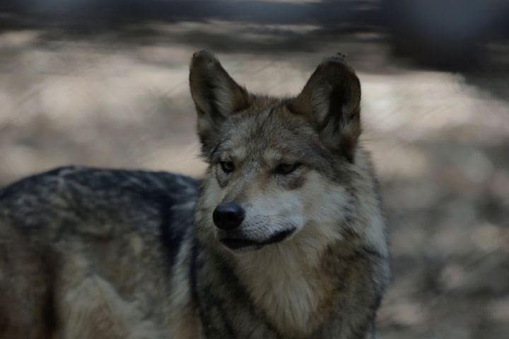 Un lobo, en México.