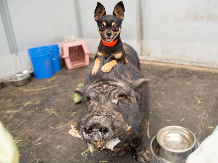 Pumbaa takes Timon for a ride in a photo from the Arizona Humane Society.