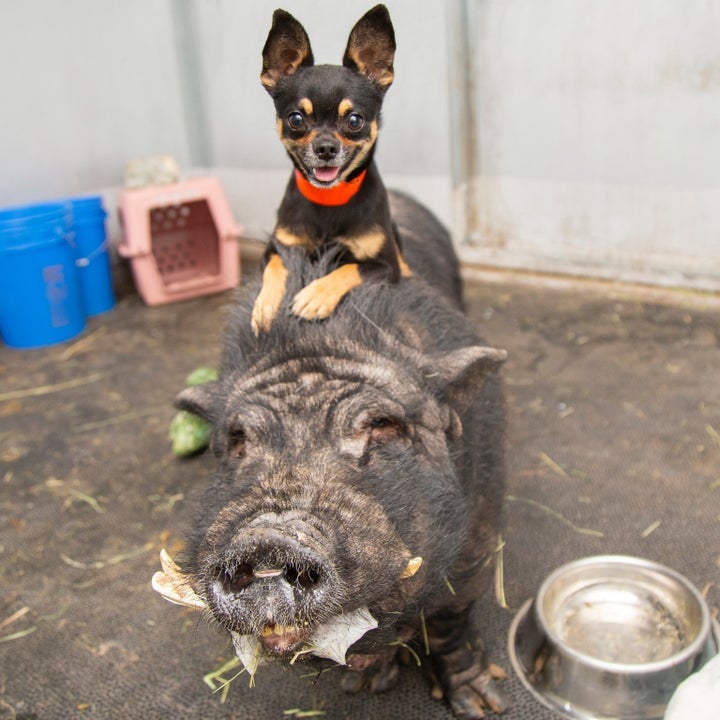 ブタの背に乗るチワワ その友情を物語る 保護された先でも一緒に暮らせるように アメリカ ハフポスト World ブタの背に乗るチワワ その友情を物語る 保護された先でも一緒に暮らせるように アメリカ ハフポスト World
