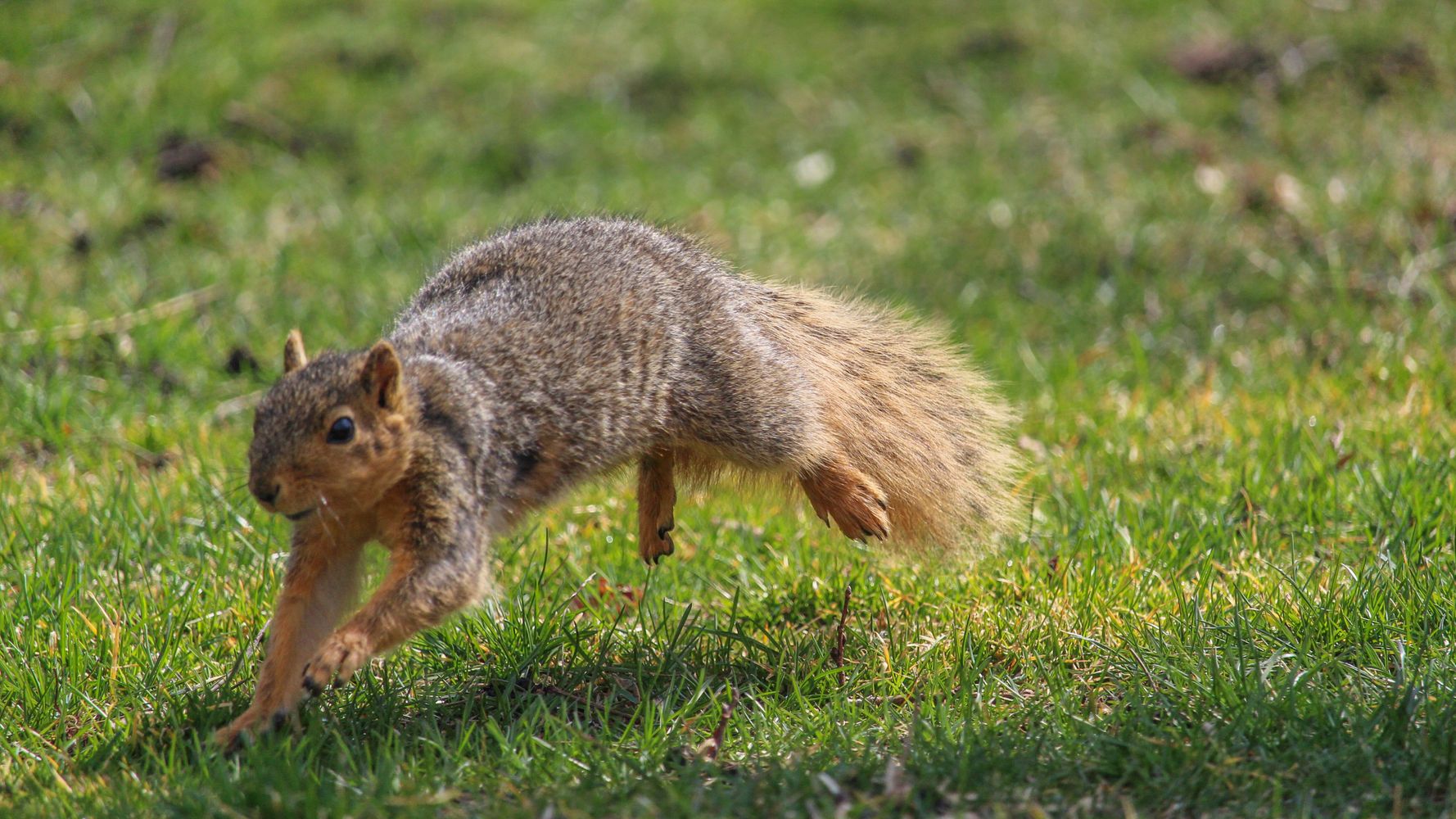 Squirrel Makes Great Escape Away From Grounds Crew During Baseball Game Squirrel Makes Great Escape Away From Grounds Crew During Baseball Game