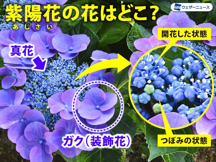 紫陽花の 花 はどこにあるか知ってる 知っておくと観察がより楽しみに ハフポスト News