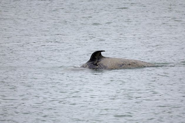 L'orque égarée dans la Seine va être euthanasiée pour