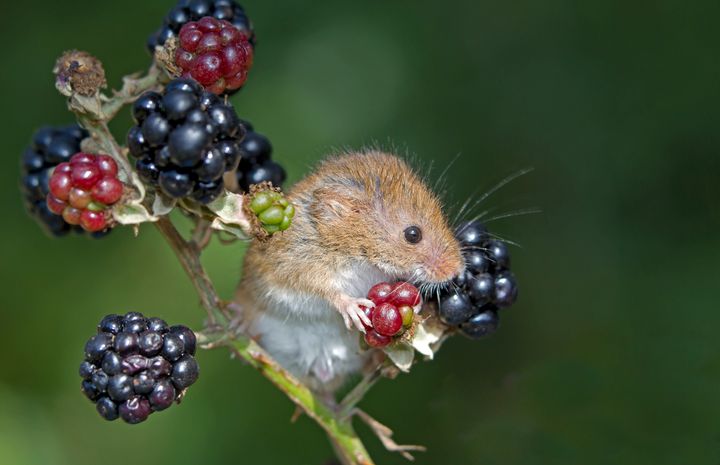 Τα ποντίκια λατρεύουν τα φρούτα του δάσους... όμως τα αρσενικά ποντίκια δε θέλουν να βλέπουν τις μπανάνες!