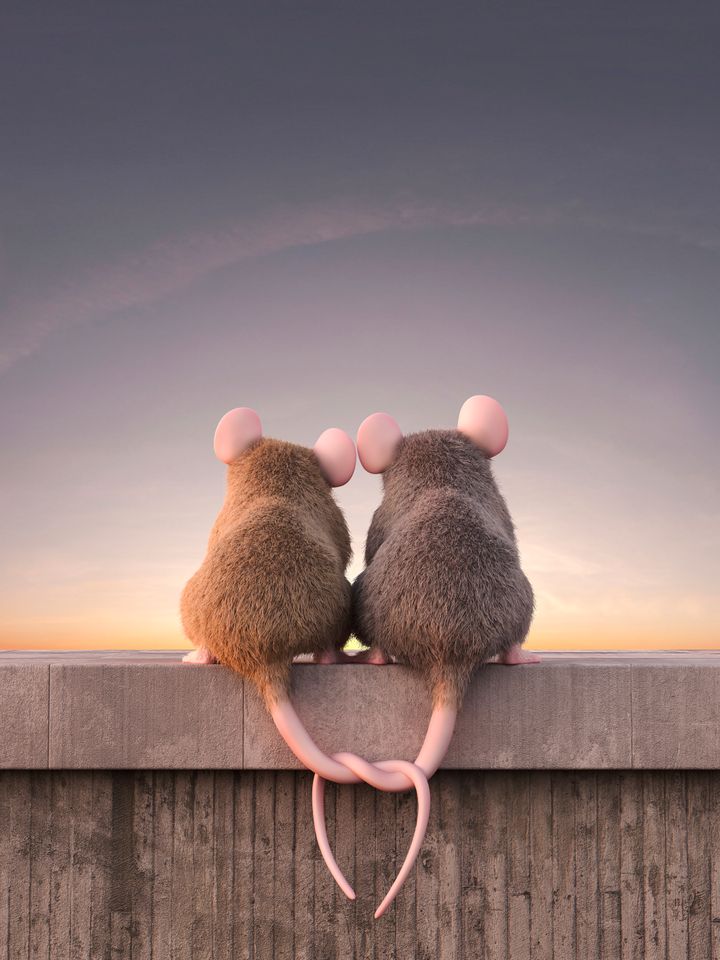 Τα οσφρητικά μηνύματα που εκπέμπουν τα θηλυκά προς τα αρσενικά ποντίκια δεν είναι ακριβώς..ρομαντικά.