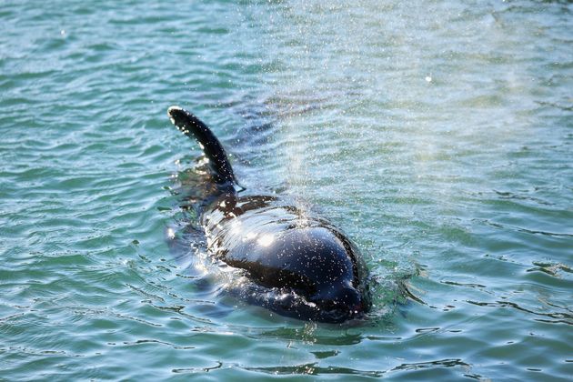 L'orque bloquée dans la Seine et qui devait être euthanasiée a été retrouvée morte par les militants de l'ONG de protection des animaux marins Sea Shepherd (photo d'illustration prise en Nouvelle-Zélande à l'été 2021).