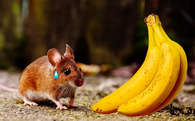 Les souris mâles n'apprécient vraiment pas l'acétate de pentyle, qui donne son odeur à la banane.